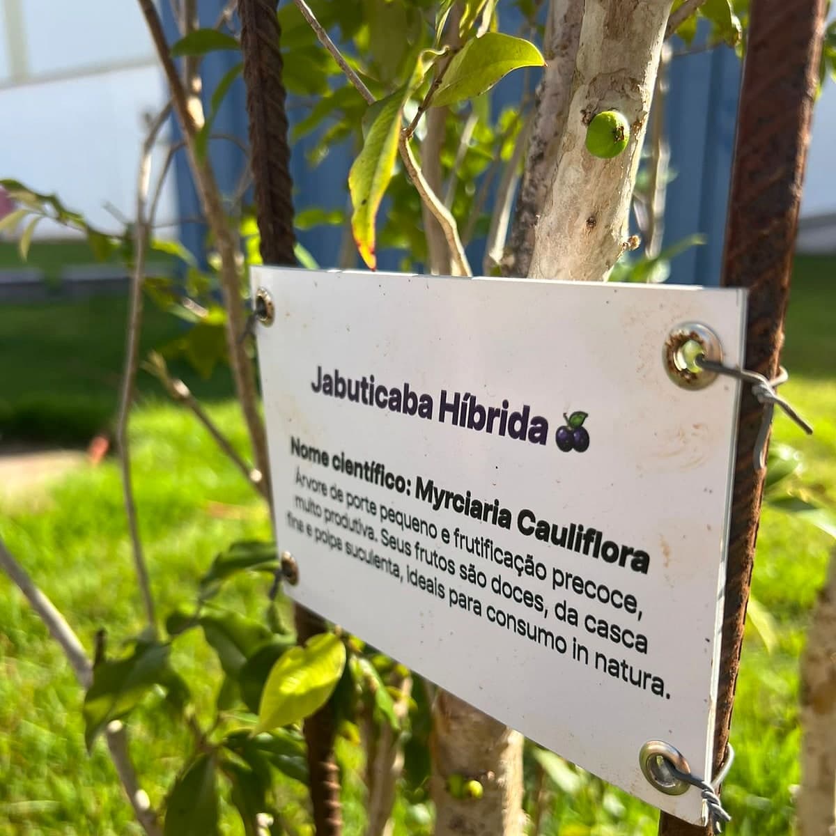 Muda de Jabuticaba Híbrida plantada no parque da Fardas — biodiversidade nativa